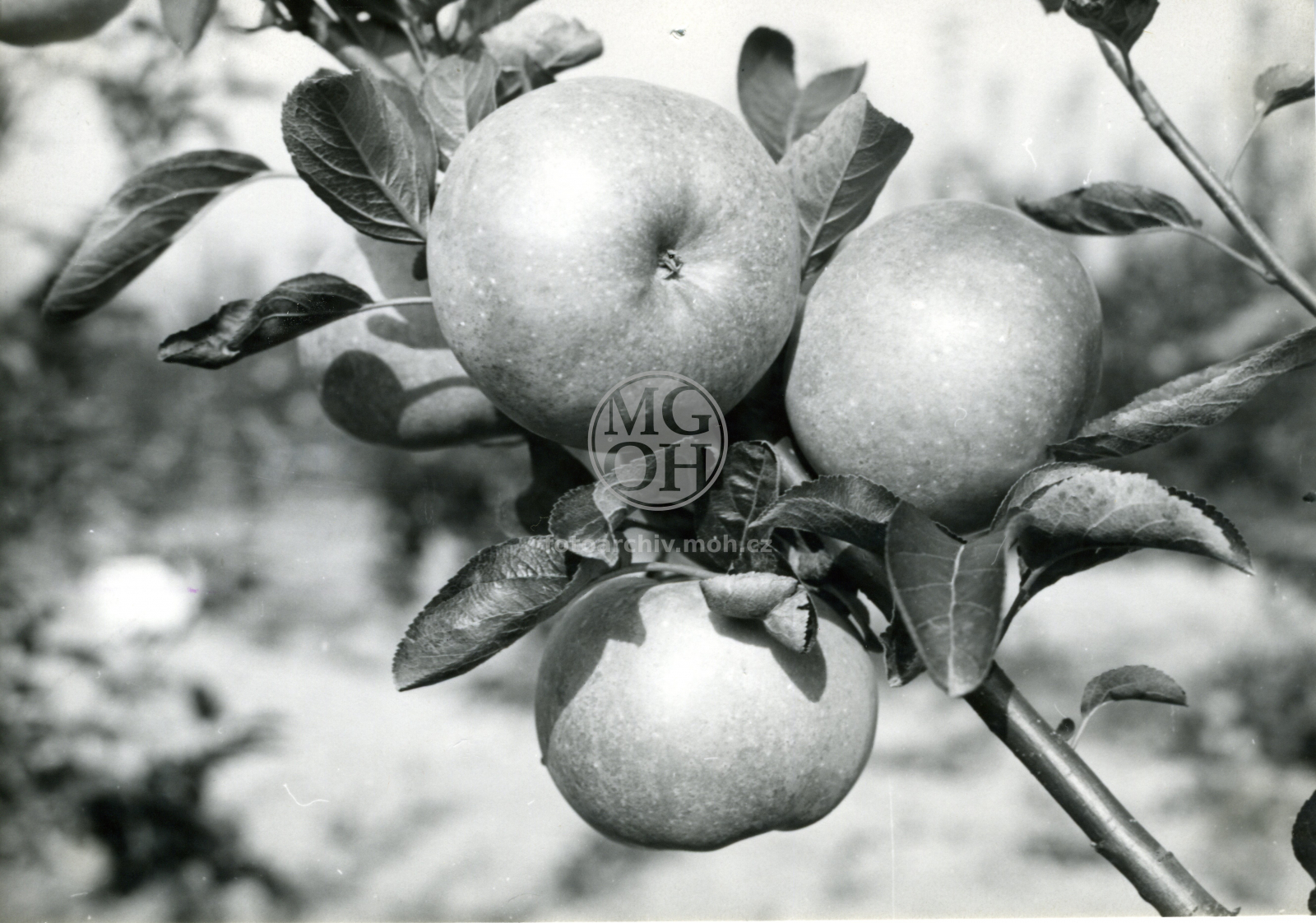 Fotografie - Sad JZD