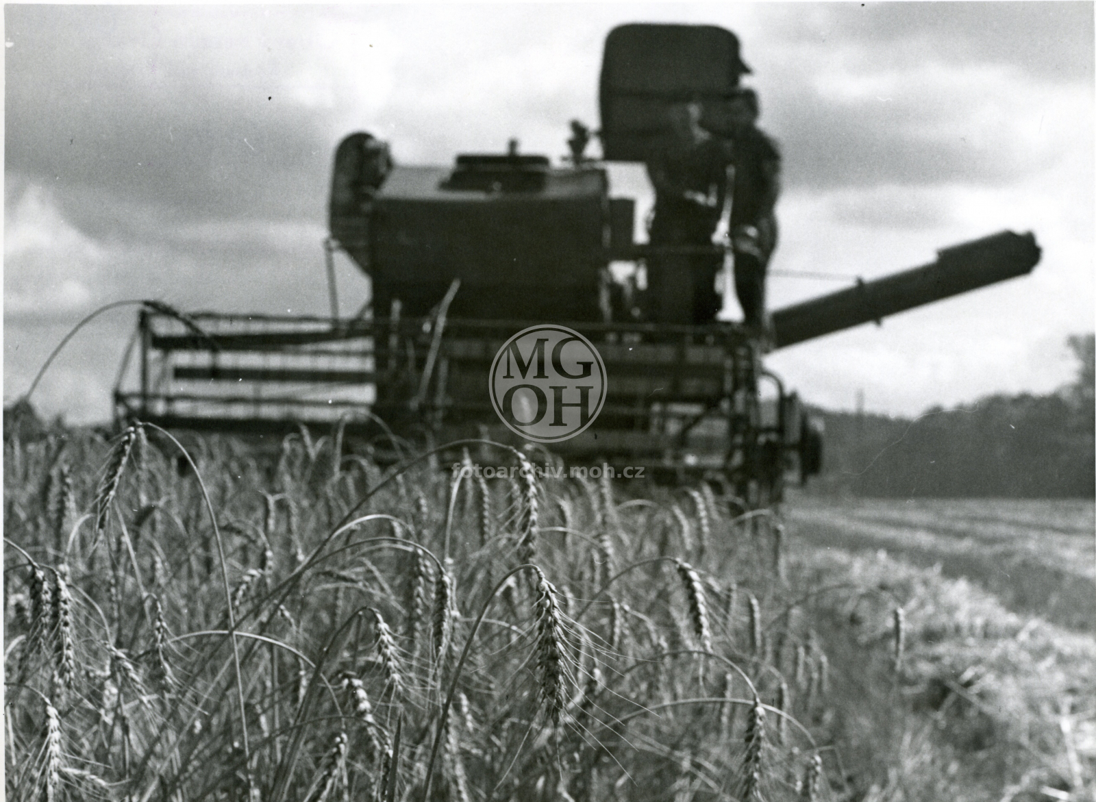 Fotografie - JZD, žně - sklizeň pšenice