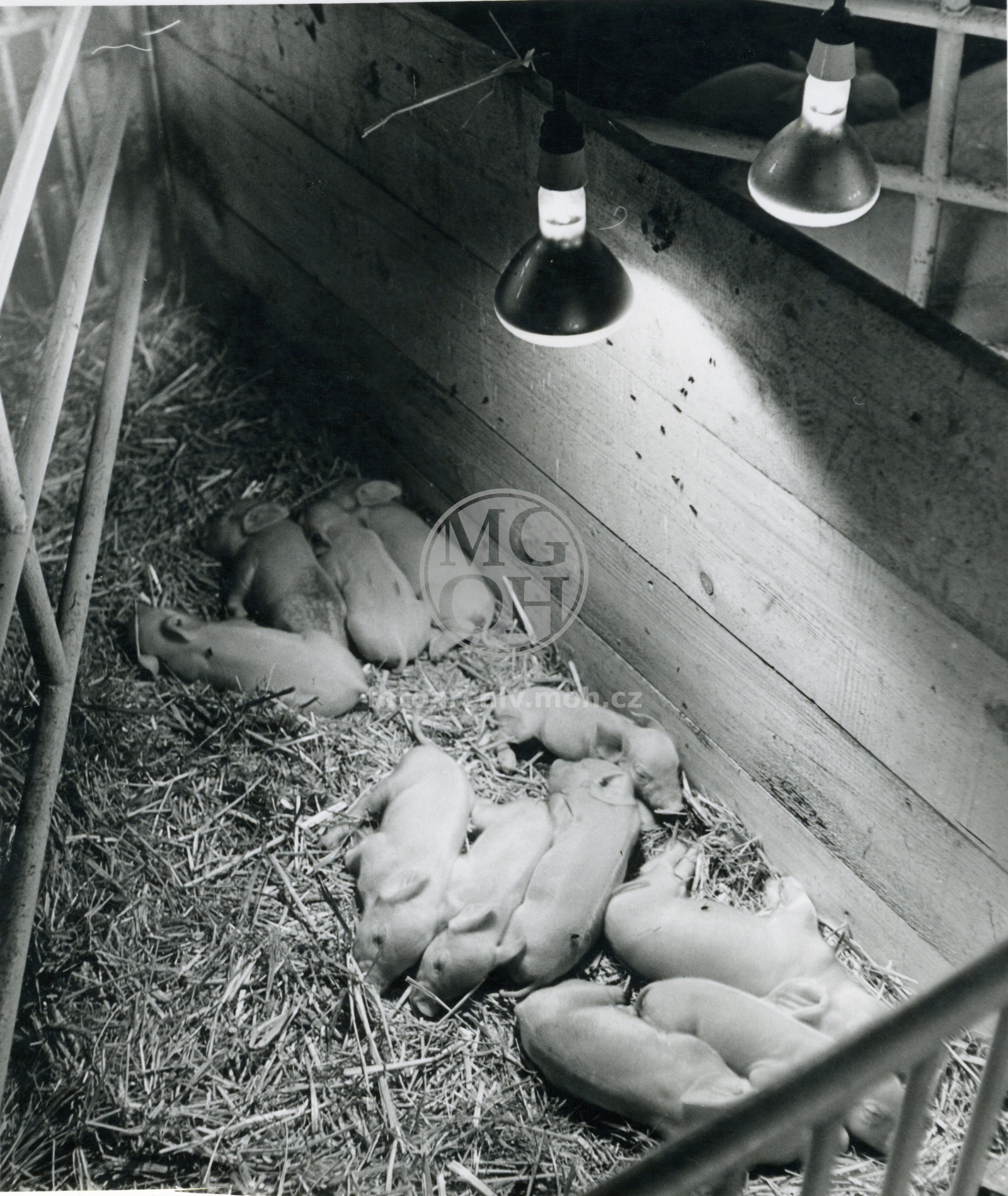 Fotografie - Odchov selat