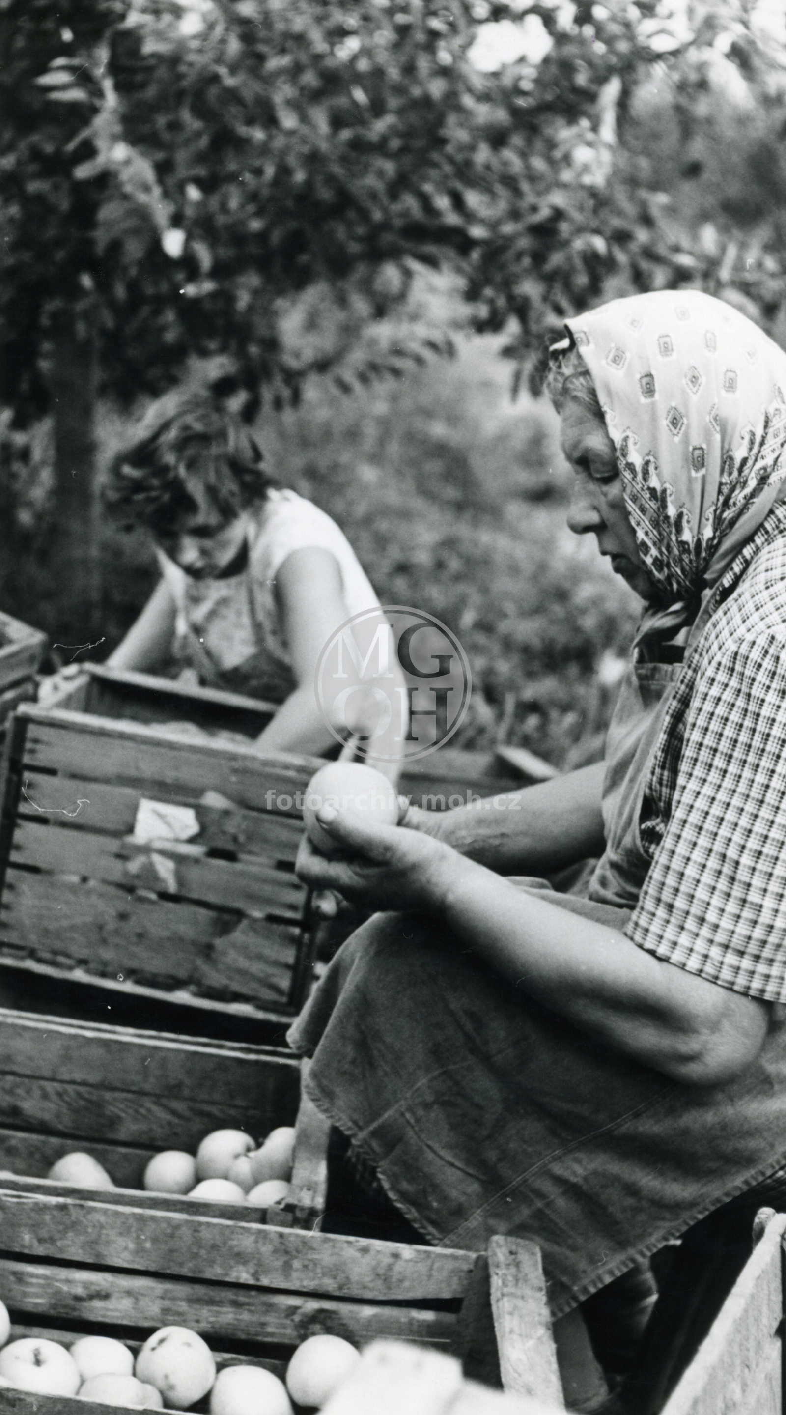 Fotografie - Sad JZD