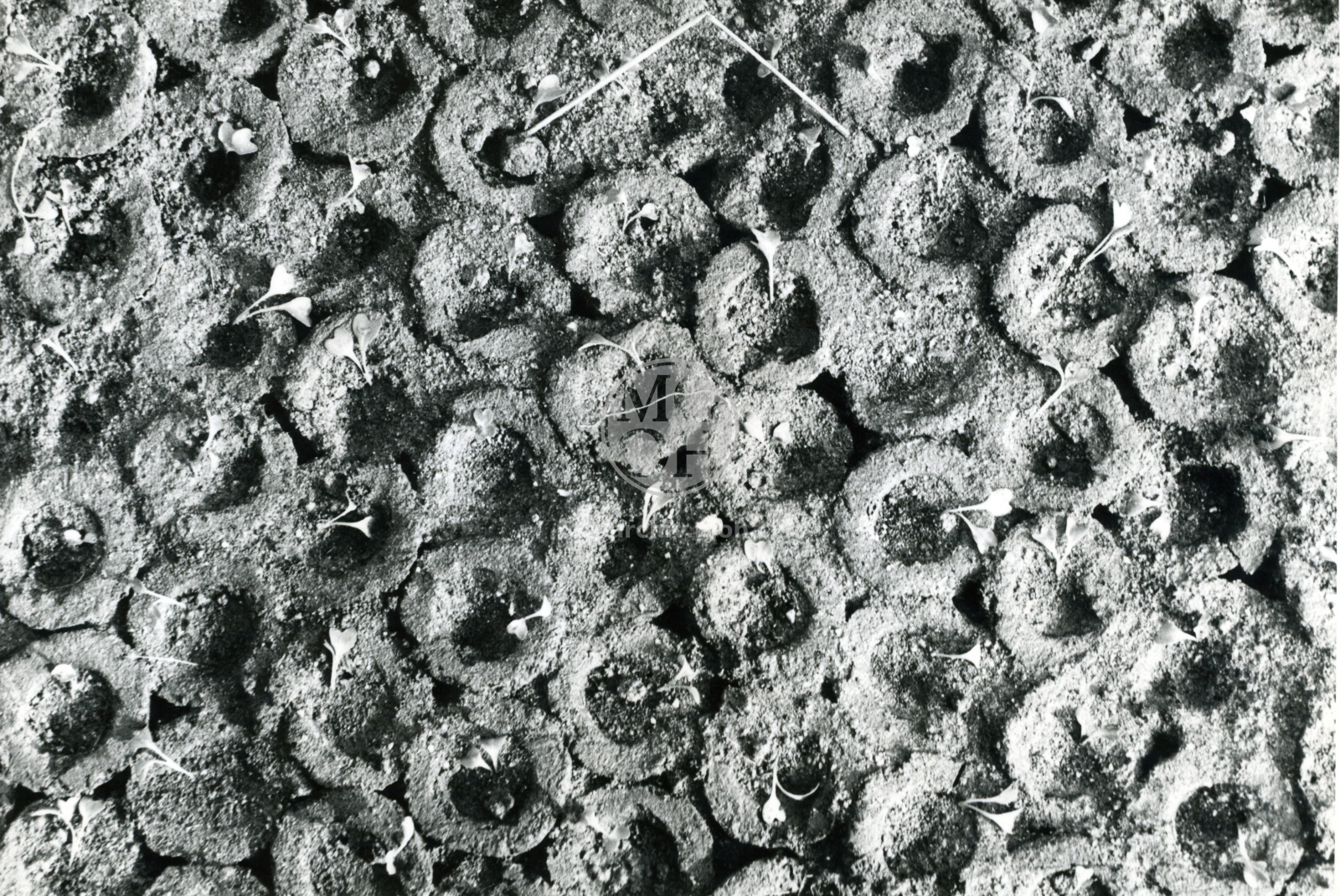 Fotografie - JZD, zahradnictví