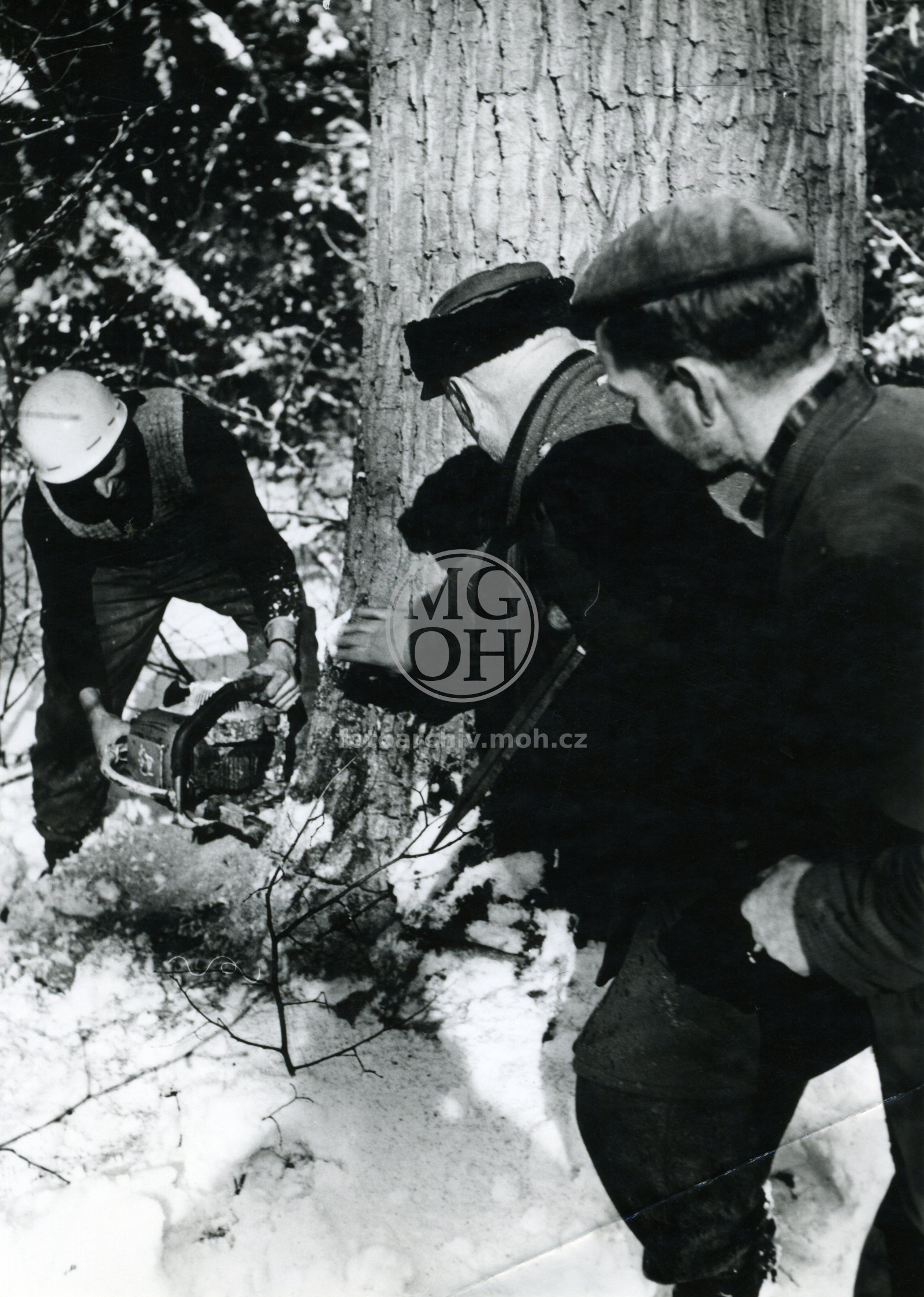 Fotografie - Těžba dříví