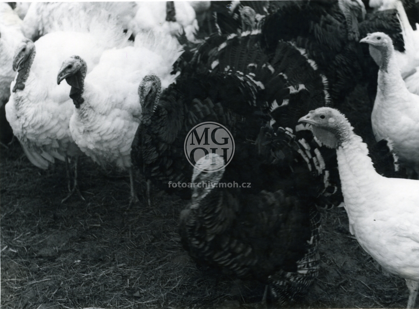 Fotografie - Chov krůt - JZD