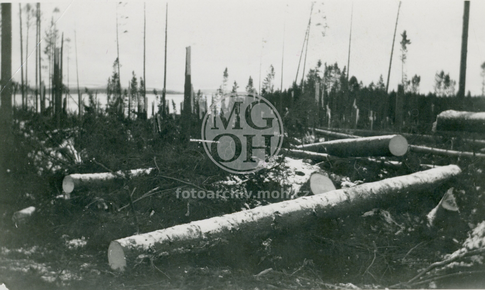 Fotografie - Polom ve Včelném