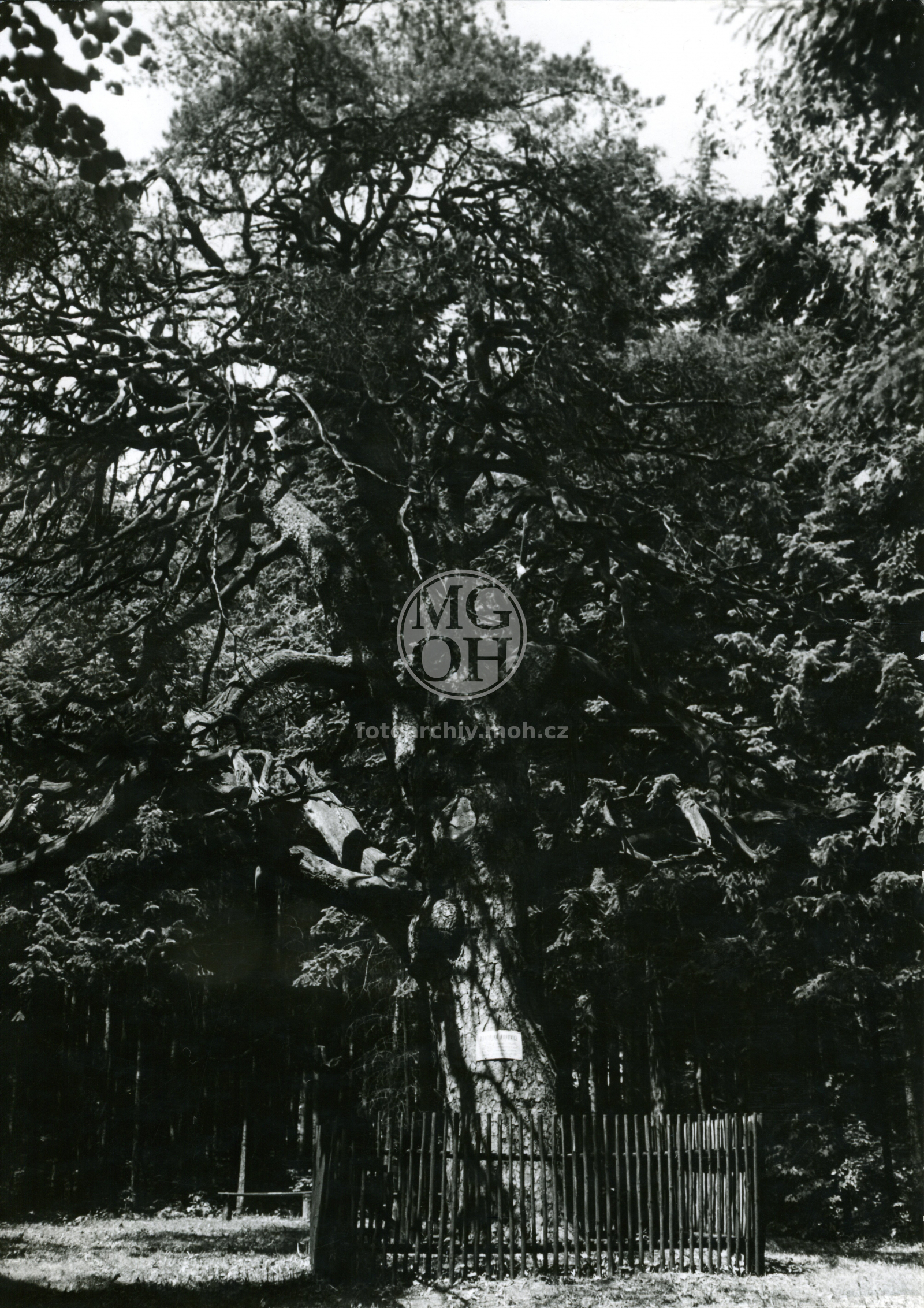 Fotografie - Památná českobratrská borovice pod Jedlinou