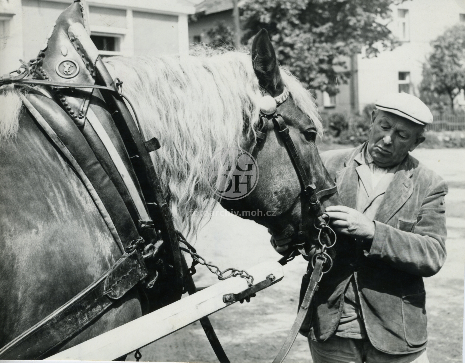 Fotografie - Kůň, JZD