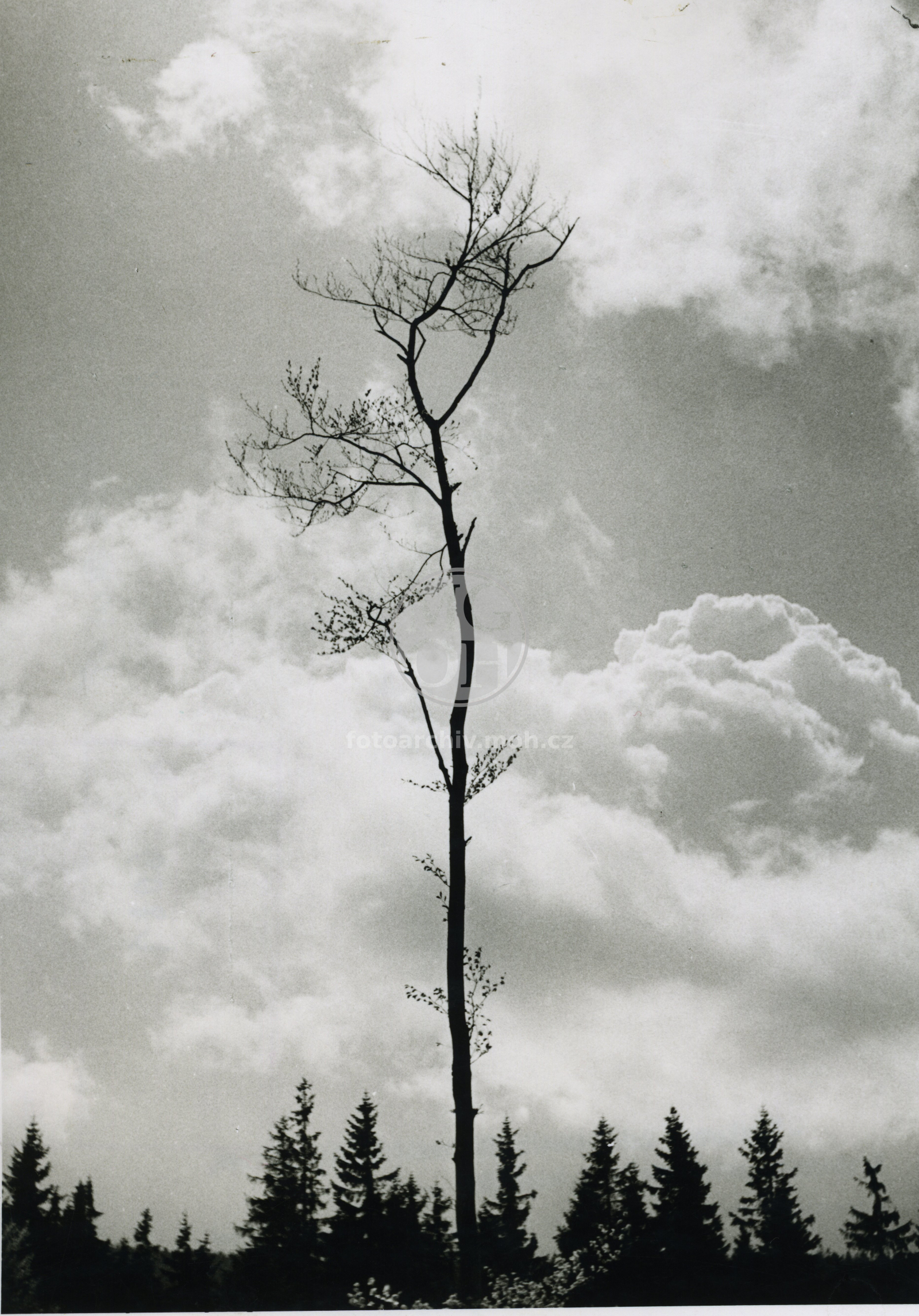 Fotografie - Kupovitá oblačnost
