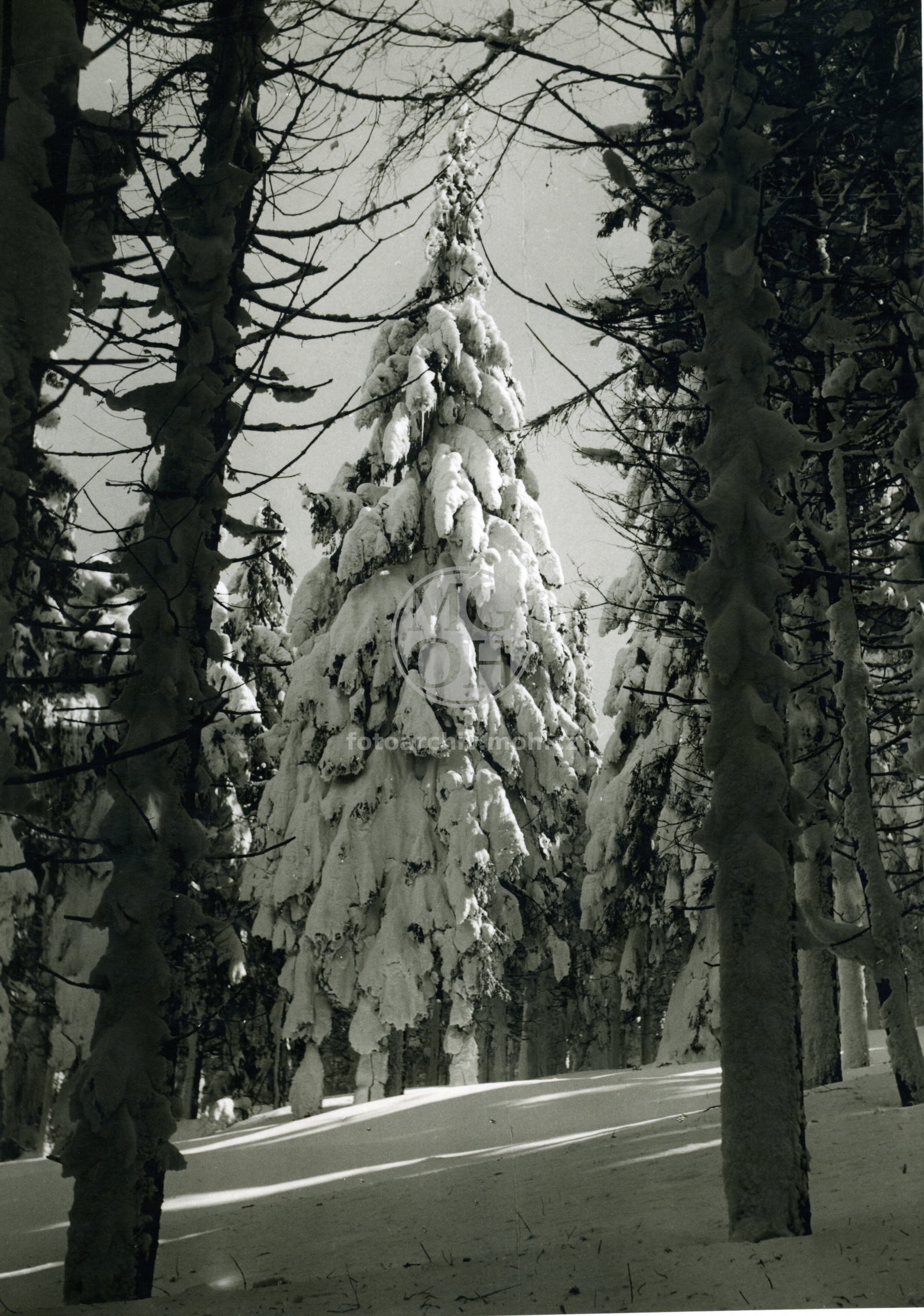 Fotografie - Námraza pod Černým křížem