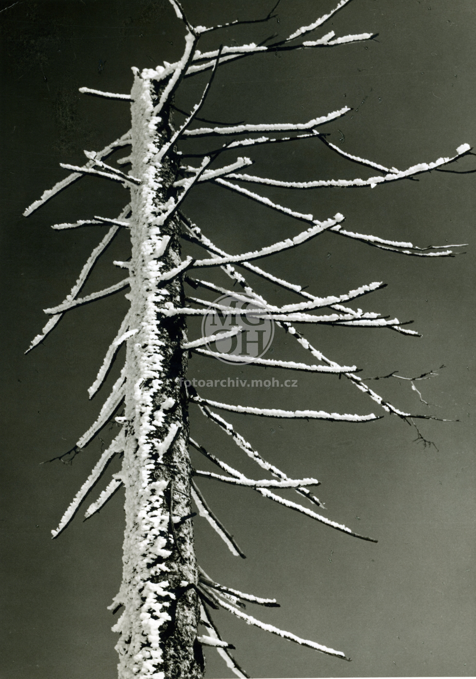 Fotografie - Námraza na Vrchmezí