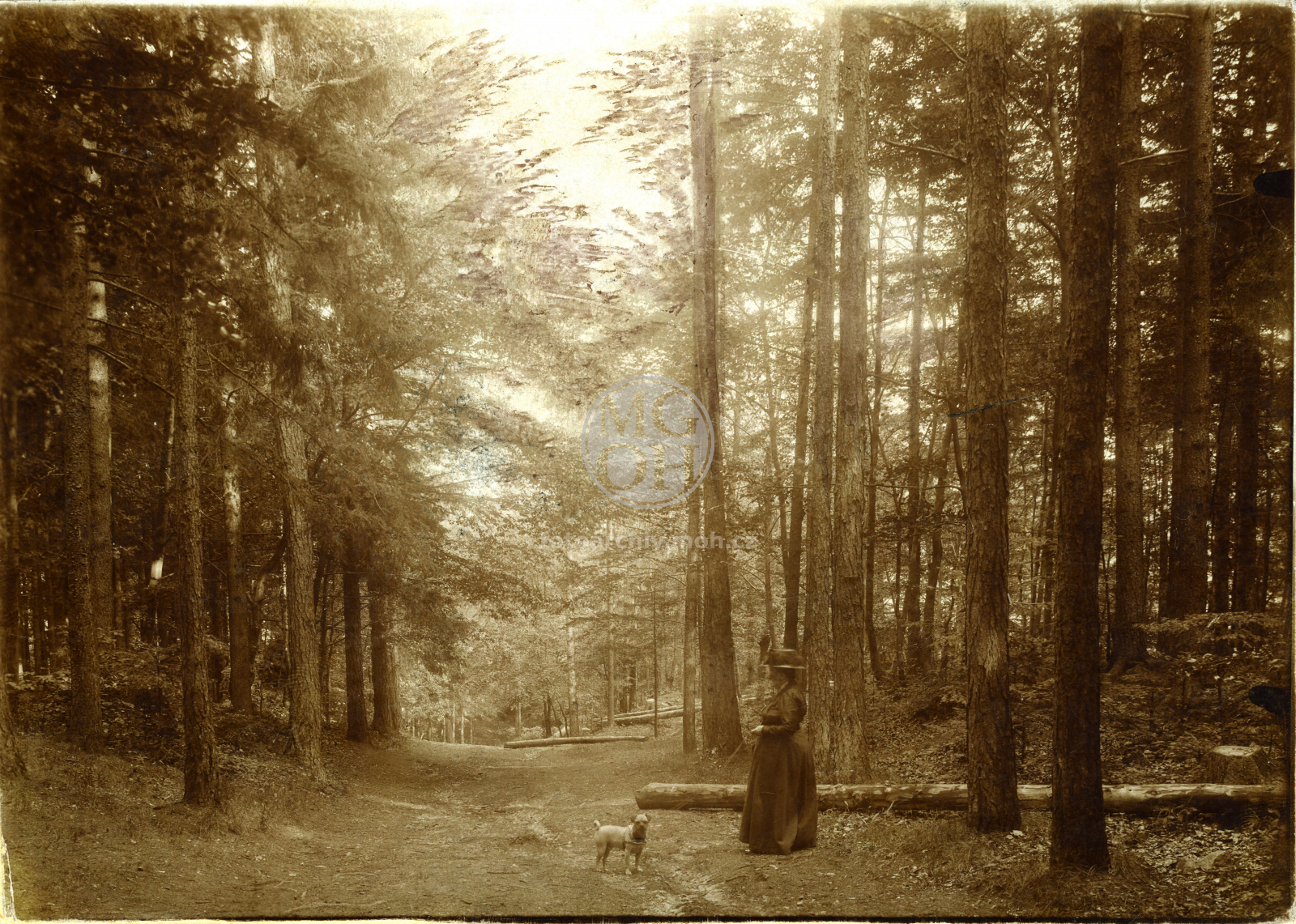 Fotografie - Lesní park