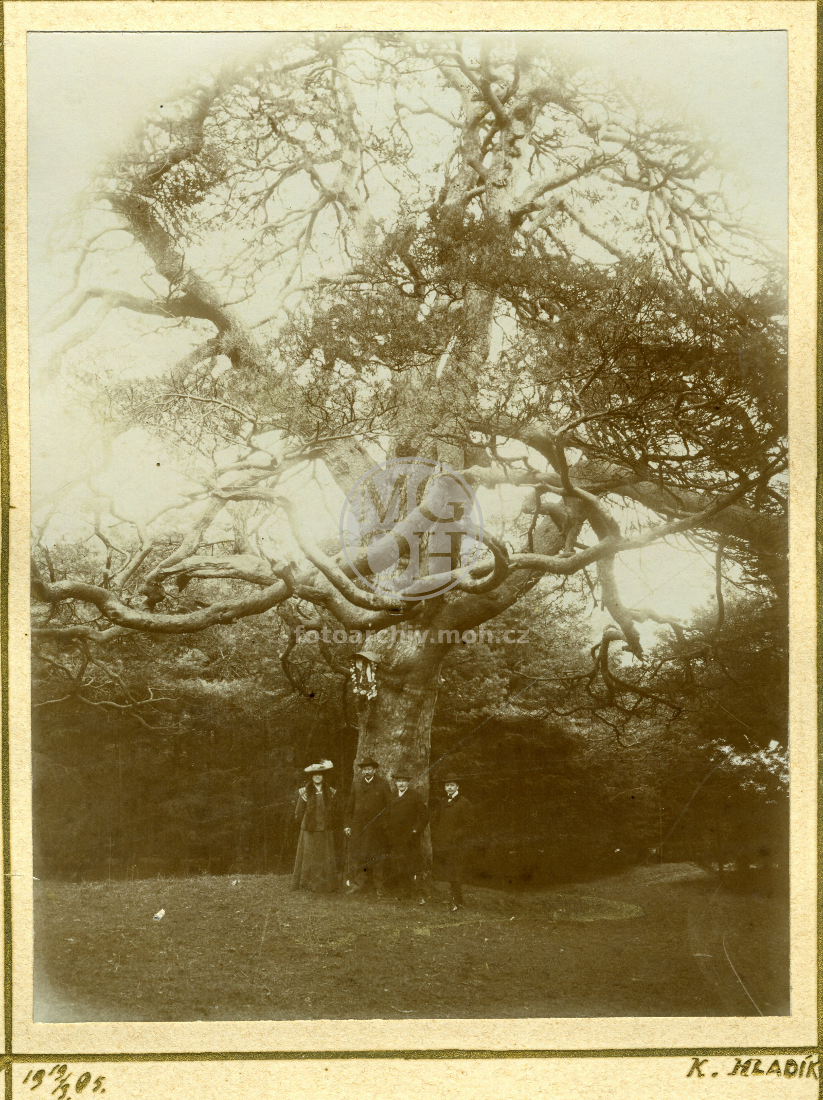 Fotografie - Památná českobr. borovice pod Jedlinou