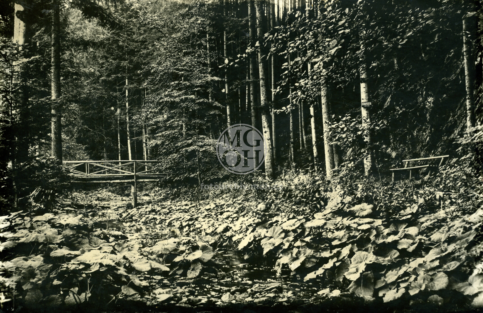 Fotografie - Javornický potok