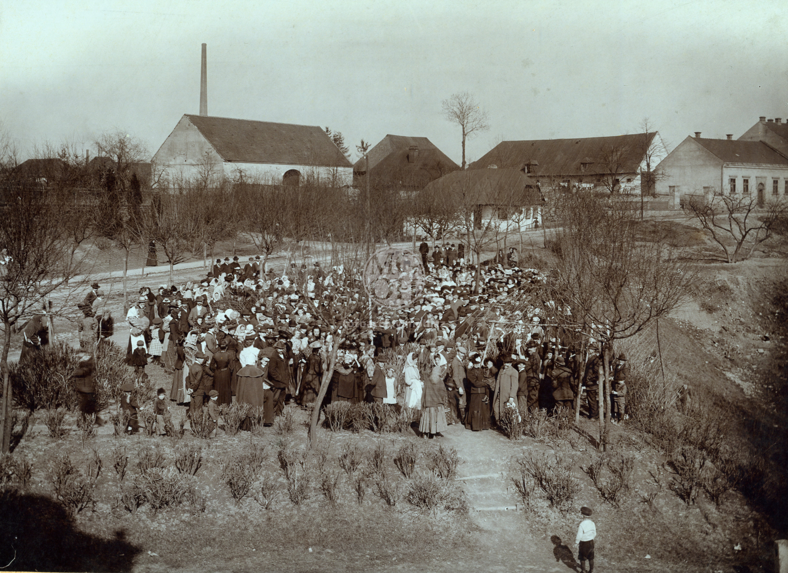 Fotografie - Sázení lípy u reálky