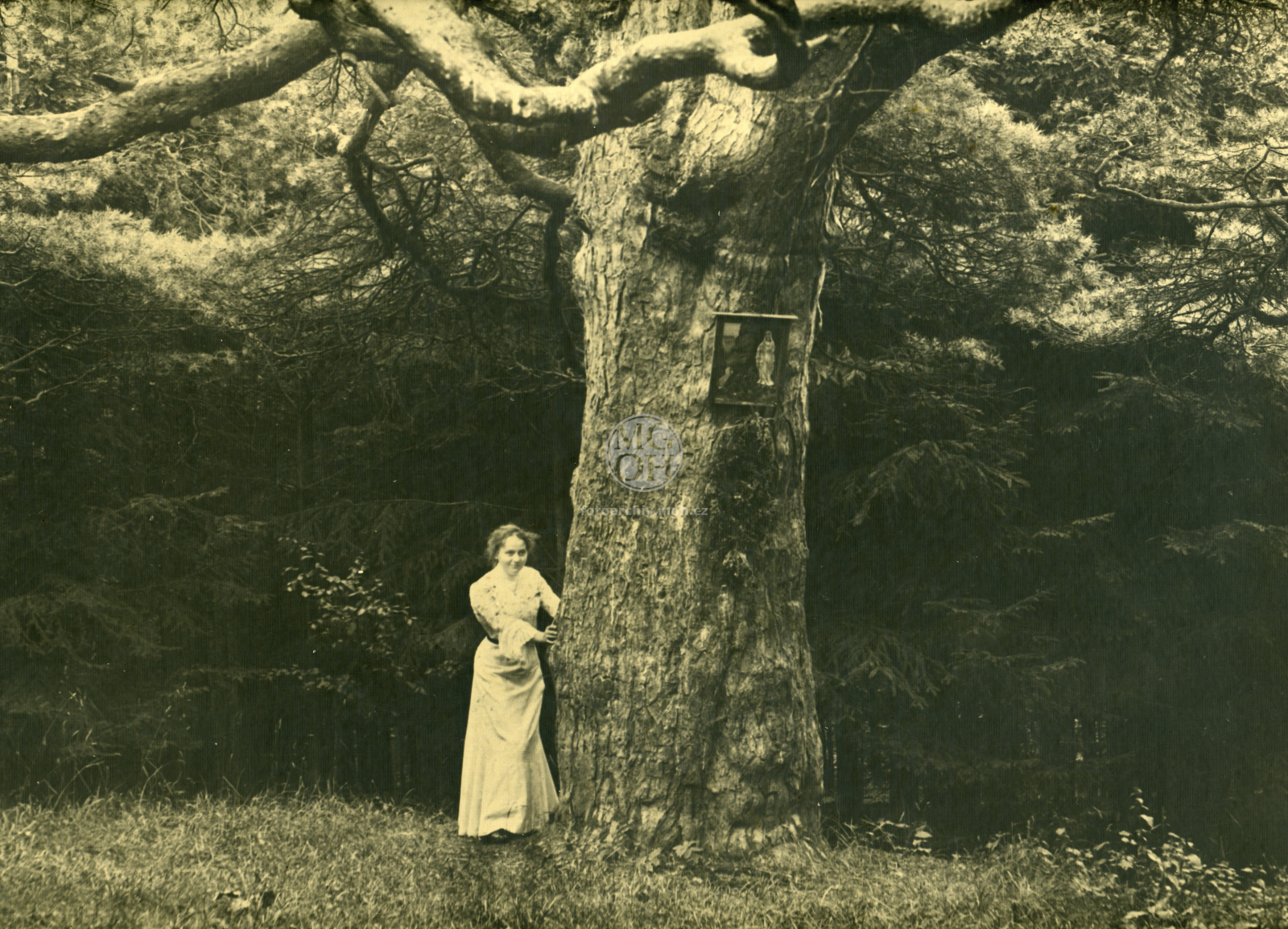 Fotografie - Památná borovice