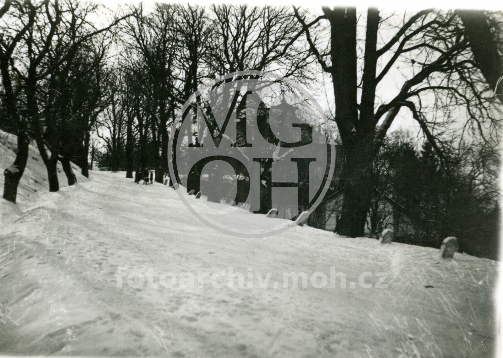 Fotografie - Kaštanová alej v zimě