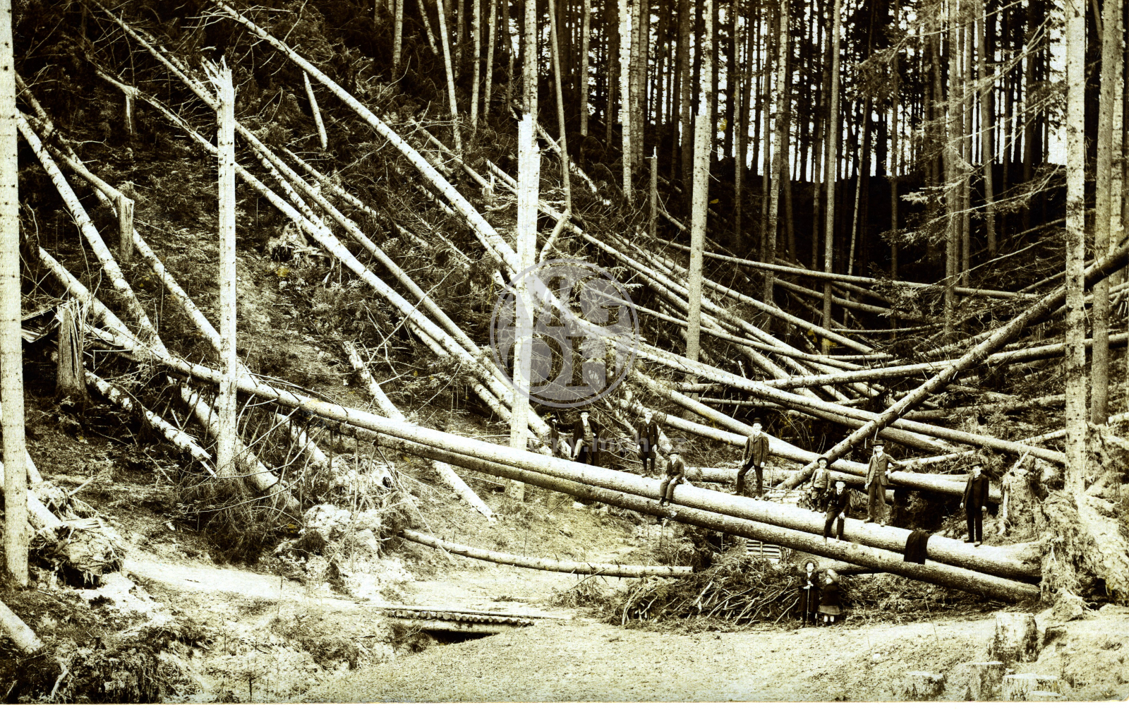 Fotografie - Polom po vichřici 22.8.1922