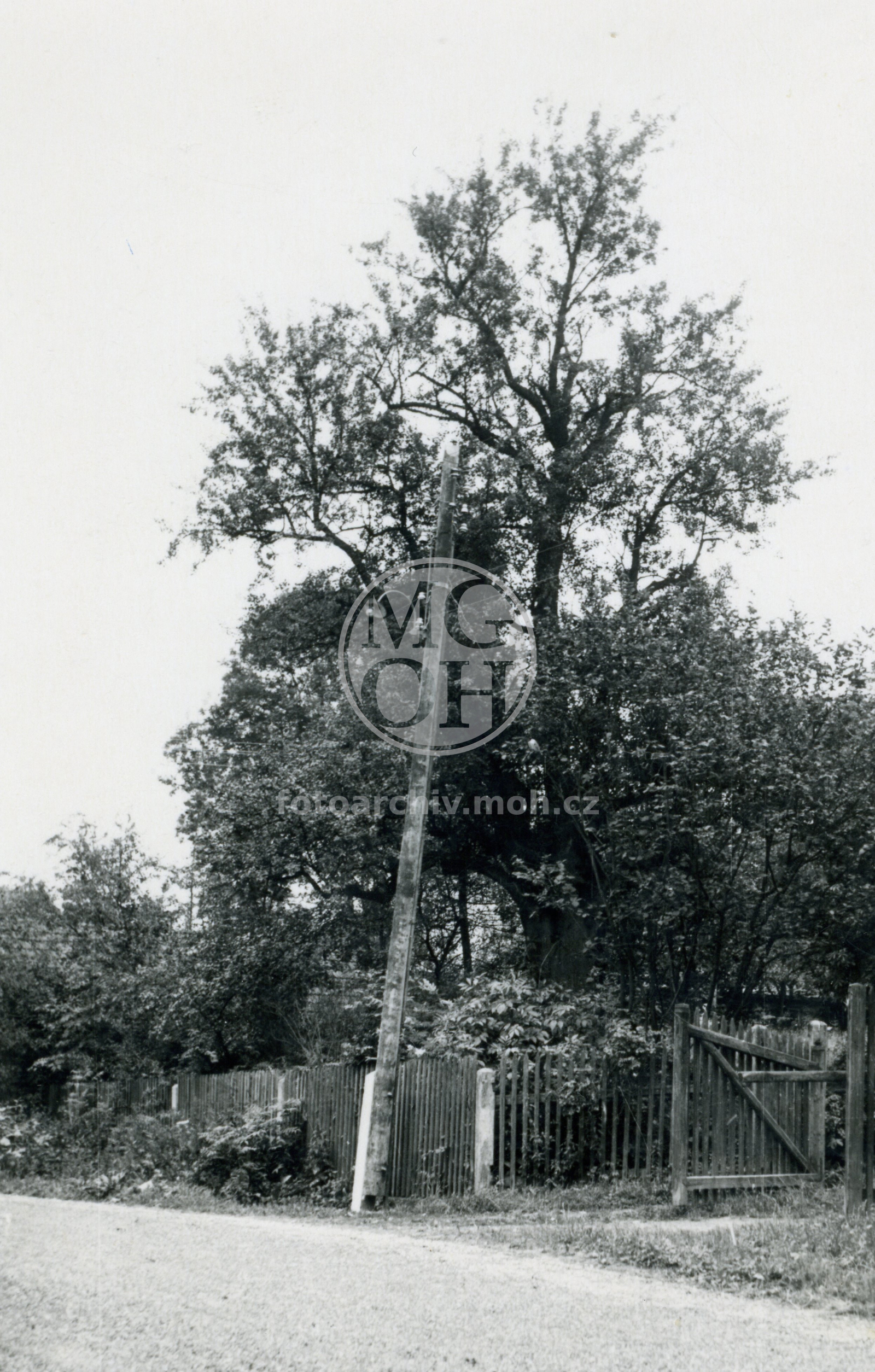 Fotografie - Planá hrušeň u čp.37