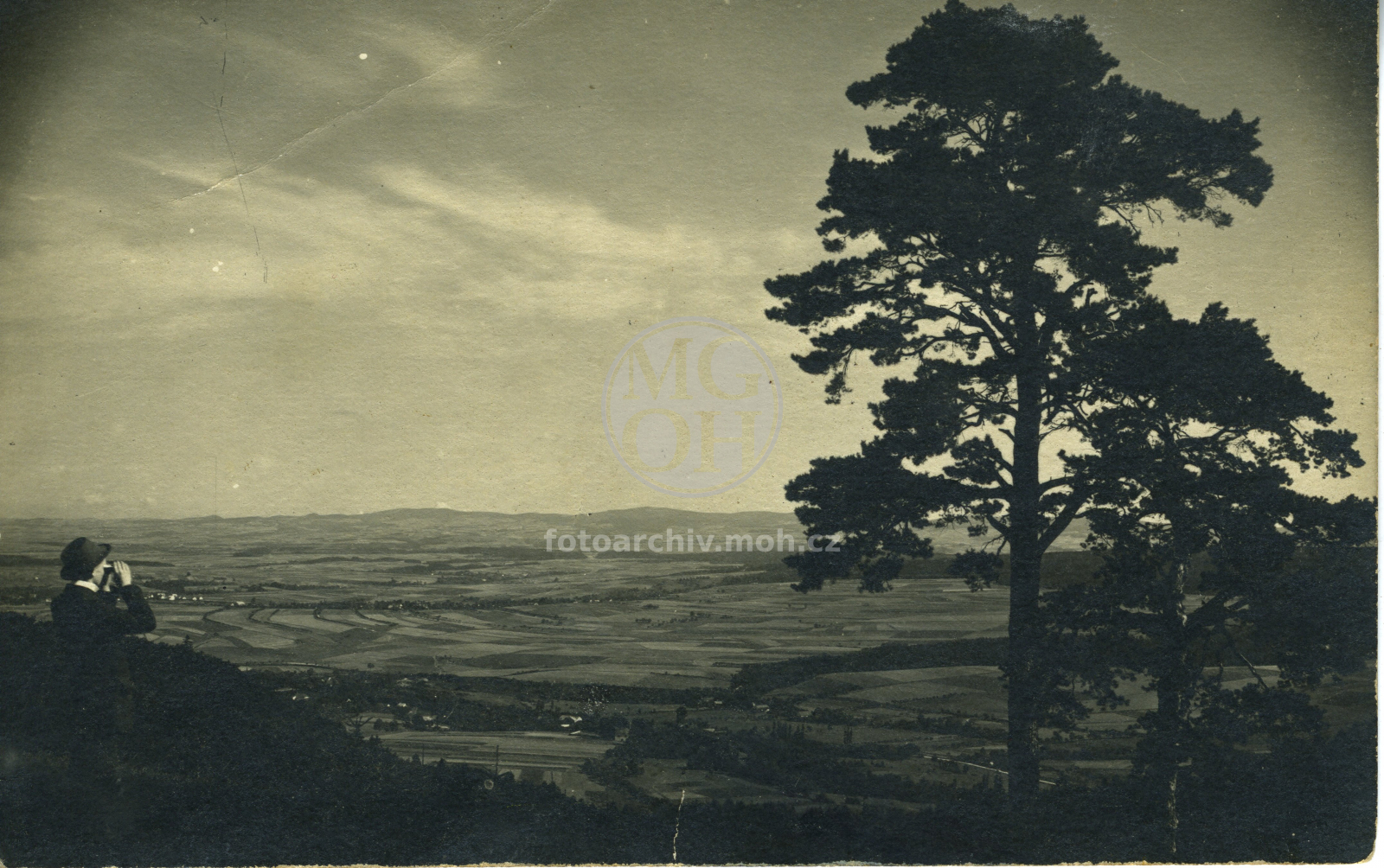 Fotografie - Památná borovice na Hlásnici