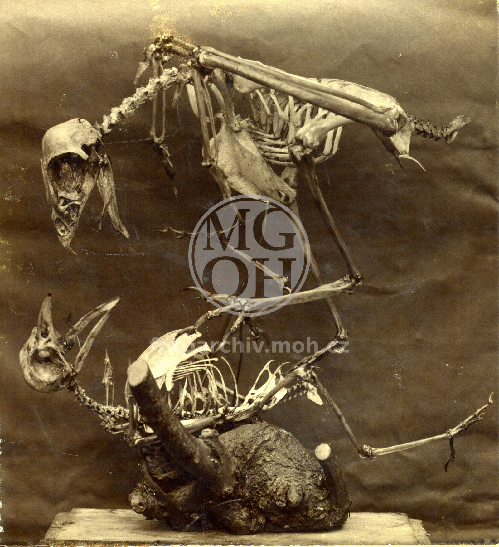 Fotografie - Kostry ptáků