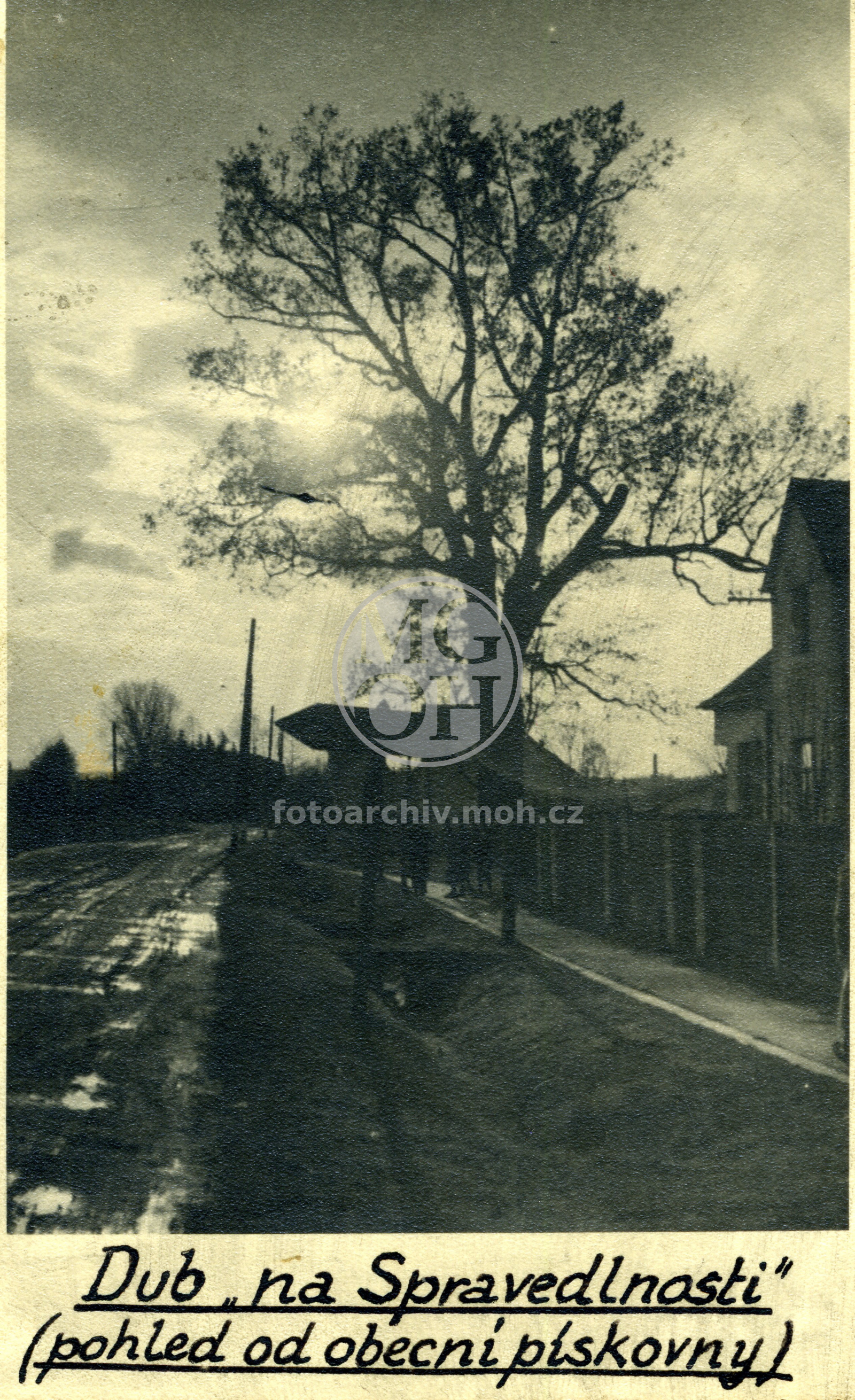 Fotografie - Dub "Na Spravedlnosti", pohled od pískovny