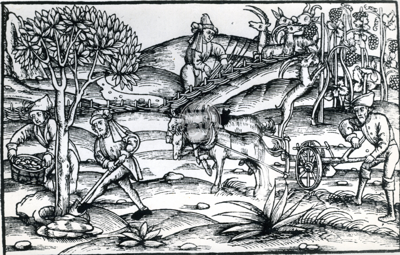 Fotografie - Středověká zem. řemesla