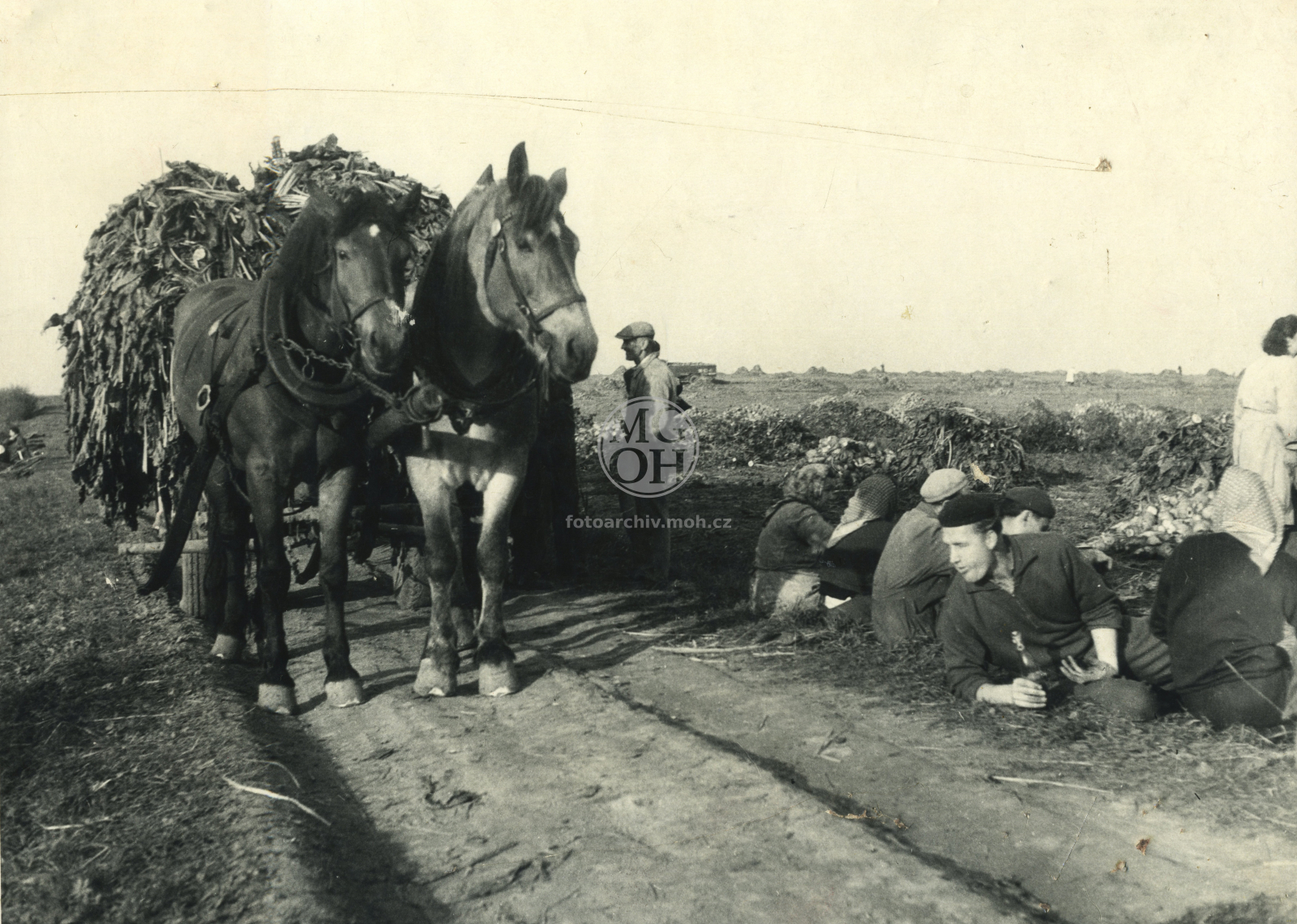 Fotografie - Brigády do .... JZD - sklizeň řepy